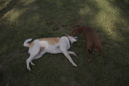 20250827_Dog Park__DSC0596_.jpg