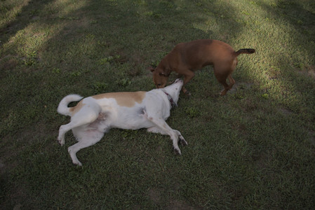 20250827_Dog Park__DSC0597_.jpg