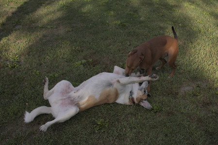 20250827_Dog Park__DSC0598_.jpg