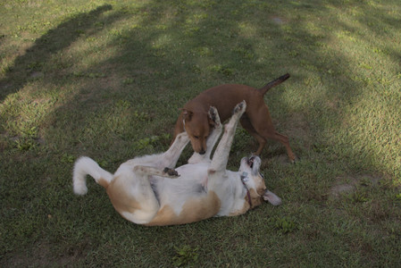 20250827_Dog Park__DSC0599_.jpg
