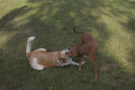 20250827_Dog Park__DSC0600_.jpg