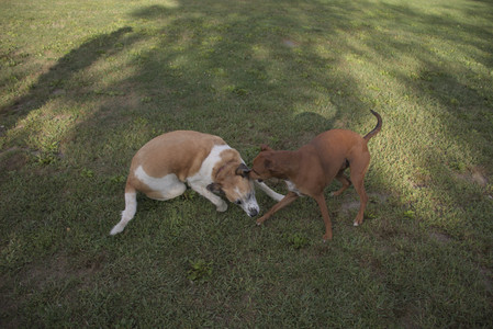 20250827_Dog Park__DSC0601_.jpg