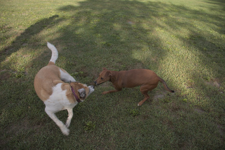 20250827_Dog Park__DSC0602_.jpg