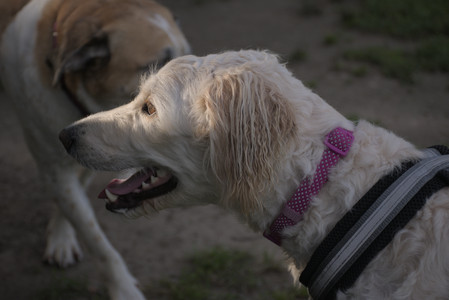 20250827_Dog Park__DSC0605_.jpg