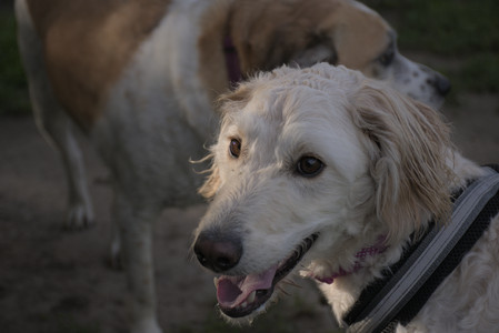 20250827_Dog Park__DSC0606_.jpg