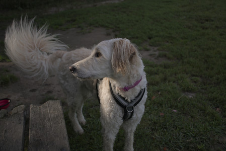 20250827_Dog Park__DSC0607_.jpg