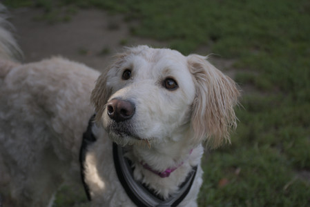 20250827_Dog Park__DSC0608_.jpg