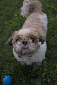 20250827_Dog Park__DSC0613_.jpg