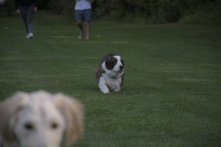 20250827_Dog Park__DSC0616_.jpg