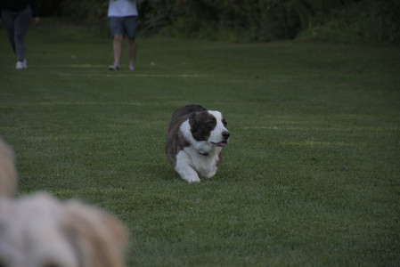 20250827_Dog Park__DSC0617_.jpg