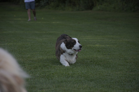 20250827_Dog Park__DSC0618_.jpg