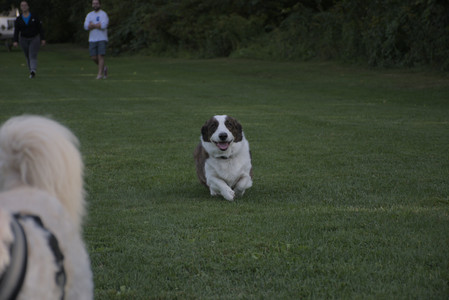 20250827_Dog Park__DSC0620_.jpg