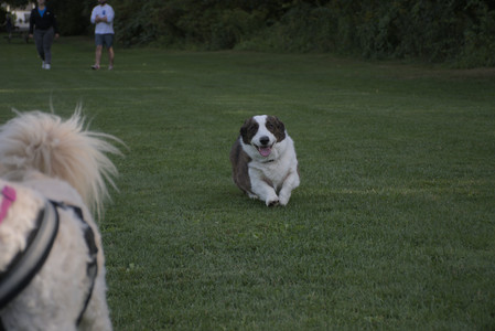 20250827_Dog Park__DSC0621_.jpg