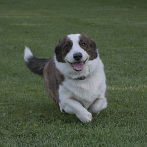 20250827_Dog Park__DSC0622_.jpg