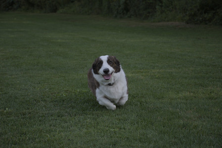 20250827_Dog Park__DSC0623_.jpg