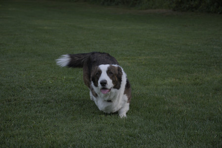 20250827_Dog Park__DSC0624_.jpg
