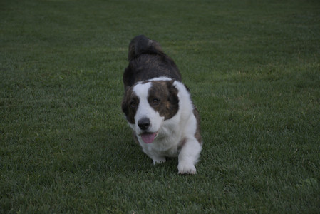 20250827_Dog Park__DSC0625_.jpg