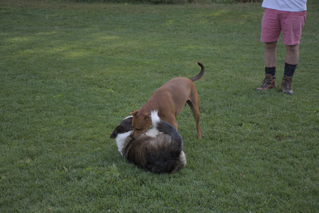 20250827_Dog Park__DSC0626_.jpg