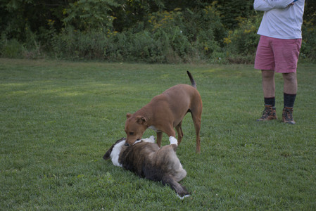 20250827_Dog Park__DSC0627_.jpg