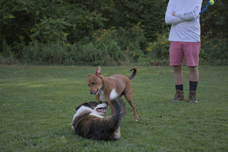 20250827_Dog Park__DSC0628_.jpg