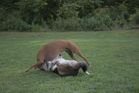 20250827_Dog Park__DSC0629_.jpg