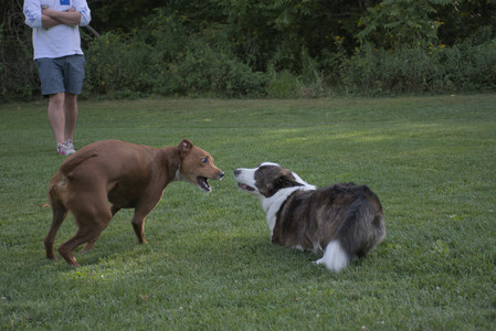 20250827_Dog Park__DSC0630_.jpg