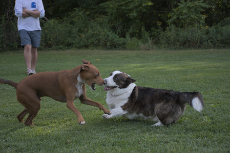 20250827_Dog Park__DSC0631_.jpg