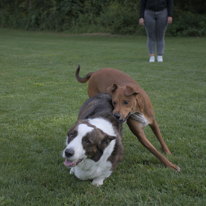 20250827_Dog Park__DSC0632_.jpg