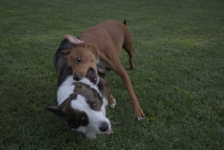 20250827_Dog Park__DSC0633_.jpg