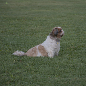 20250827_Dog Park__DSC0638_.jpg