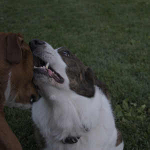 20250827_Dog Park__DSC0647_.jpg