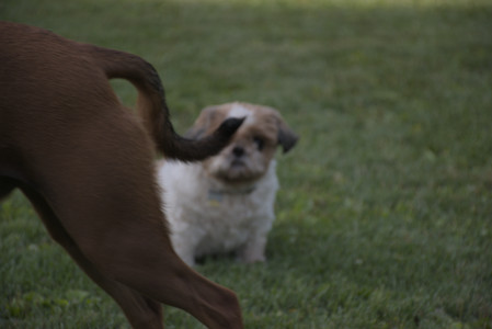 20250827_Dog Park__DSC0663_.jpg