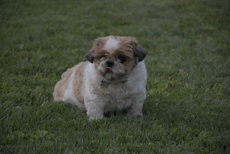 20250827_Dog Park__DSC0667_.jpg