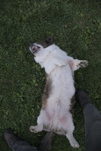 20250827_Dog Park__DSC0677_.jpg