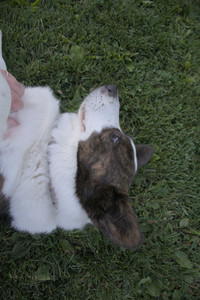 20250827_Dog Park__DSC0682_.jpg