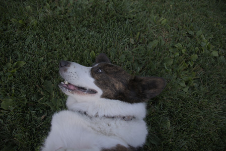 20250827_Dog Park__DSC0684_.jpg