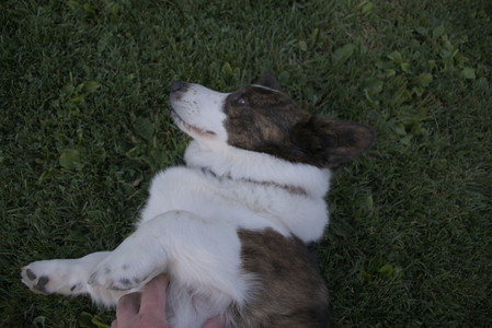 20250827_Dog Park__DSC0686_.jpg