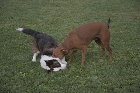 20250827_Dog Park__DSC0702_.jpg