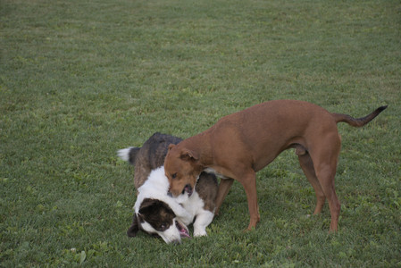 20250827_Dog Park__DSC0704_.jpg