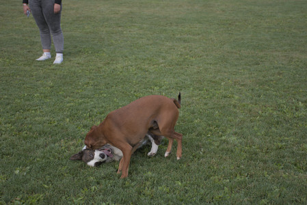 20250827_Dog Park__DSC0705_.jpg