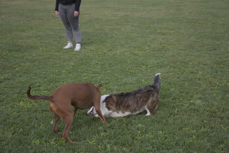 20250827_Dog Park__DSC0706_.jpg