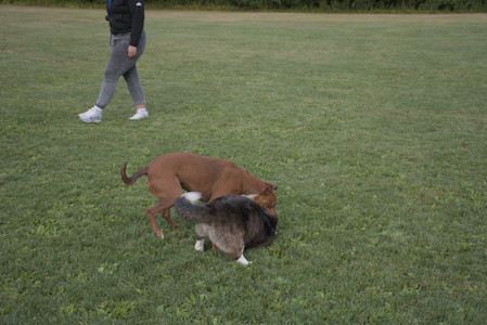 20250827_Dog Park__DSC0707_.jpg