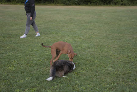 20250827_Dog Park__DSC0708_.jpg