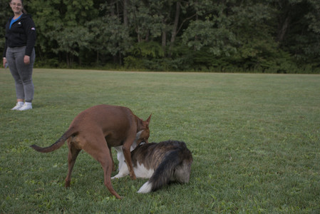 20250827_Dog Park__DSC0710_.jpg