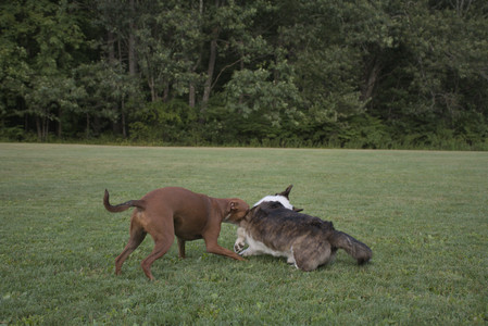 20250827_Dog Park__DSC0715_.jpg