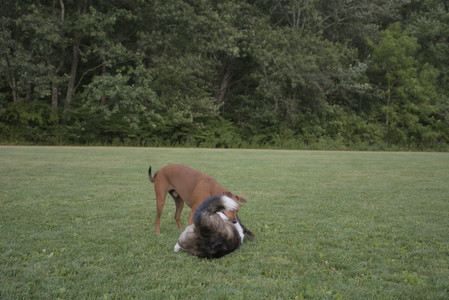20250827_Dog Park__DSC0717_.jpg