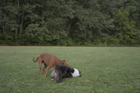 20250827_Dog Park__DSC0718_.jpg