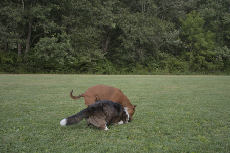 20250827_Dog Park__DSC0719_.jpg