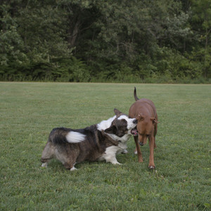 20250827_Dog Park__DSC0721_.jpg