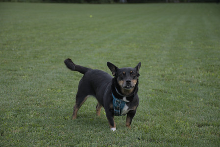 20250827_Dog Park__DSC0722_.jpg